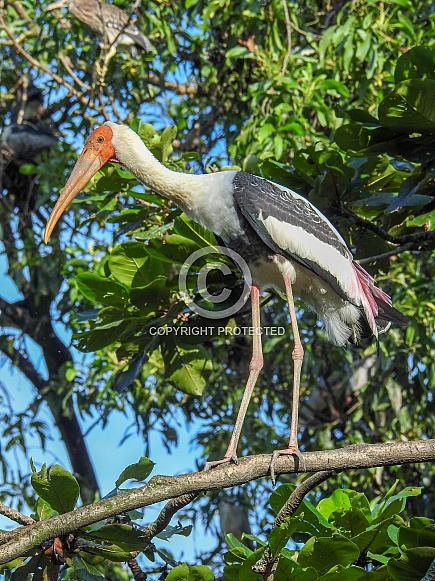 Milky Stork Milky Stork