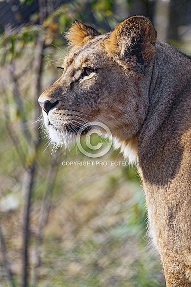 Lioness Lioness