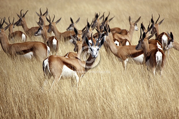 Springbok - Etosha National Park - Namibia