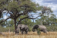African Elephants - Botswana