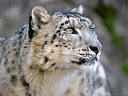 Snow Leopard