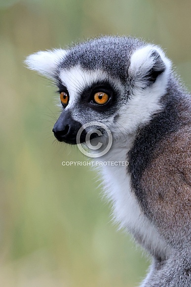 Ring-Tailed Lemur (lemur catta)