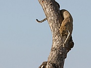 Leopard Kruger National Park SA Wild