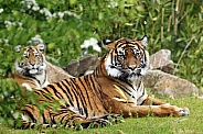 Sumatran Tiger