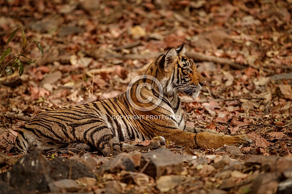 Beautiful tiger in the nature habitat. Tiger pose in amazing light. Wildlife scene with wild animal. Indian wildlife. Indian tiger. Panthera tigris tigris.