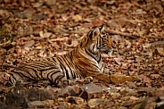 Beautiful tiger in the nature habitat. Tiger pose in amazing light. Wildlife scene with wild animal. Indian wildlife. Indian tiger. Panthera tigris tigris.