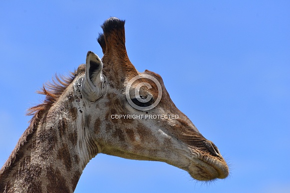 Giraffe portrait