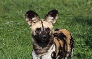 Painted Dog (African Hunting Dog)