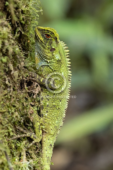American Green Iguana in Ecuador American Green Iguana in Ecuador