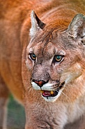 Puma / Cougar / Mountain Lion