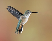 Broad-tailed Hummingbird with Flared Tail - Female or Immature Male