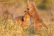 Red fox cubs in there natural habitat