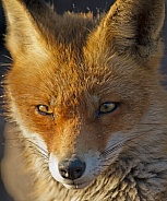 Red fox in Nature