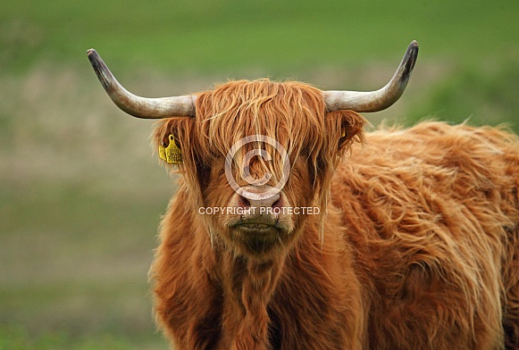 Highland Cattle