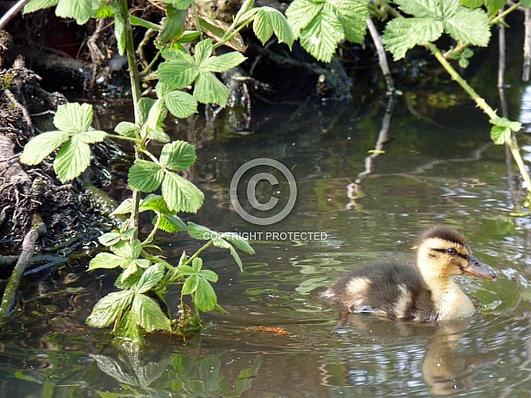 Mallard Duckling