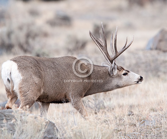 Wild Mule Deer Buck