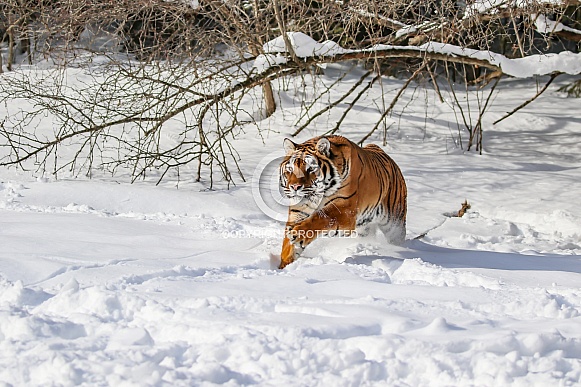 Siberian Tiger in deep snow