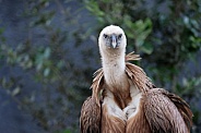 Eurasian griffon vulture (Gyps fulvus)