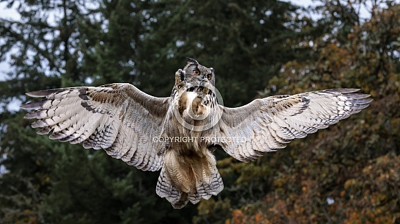 Eurasian Eagle Owl
