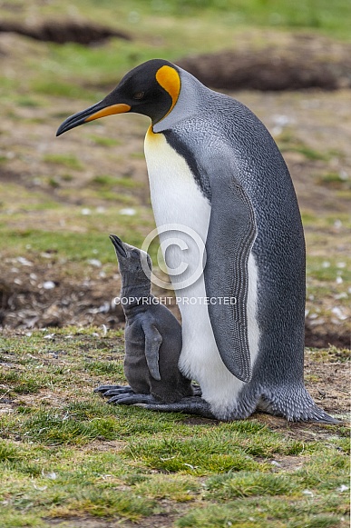 King Penguin - Falkland Islands King Penguin - Falkland Islands