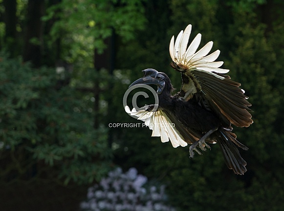 Flying Hornbill