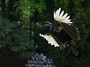 Flying Hornbill
