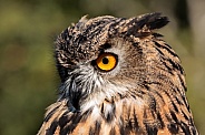 Eurasian Eagle Owl--Eurasian Eagle Owl In Shock