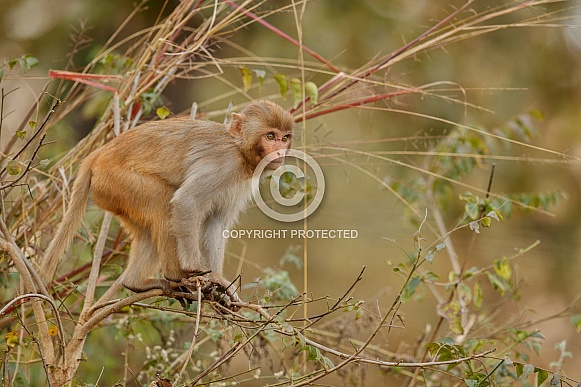 Macaque rhesus on the wall with beautiful blurry background