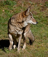 Red wolf