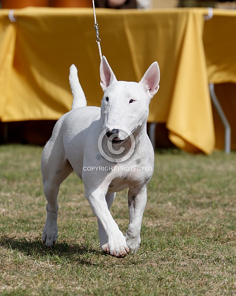 White miniature bull terrier in the show ring