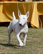 White miniature bull terrier in the show ring