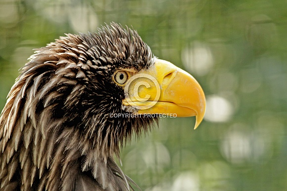 Steller-Sea Eagle