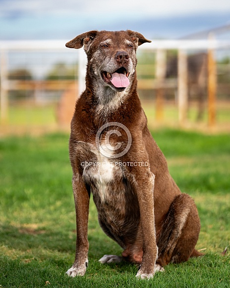 Older Labrador Retriever sitting in the grass