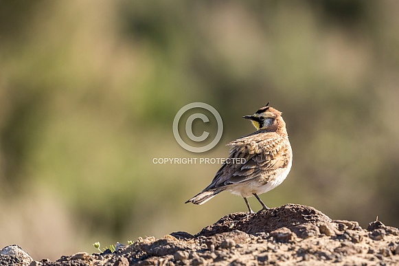 Horned Lark Horned Lark