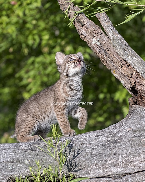 Bobcat Kitten at Play