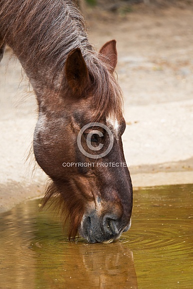 Draft horse