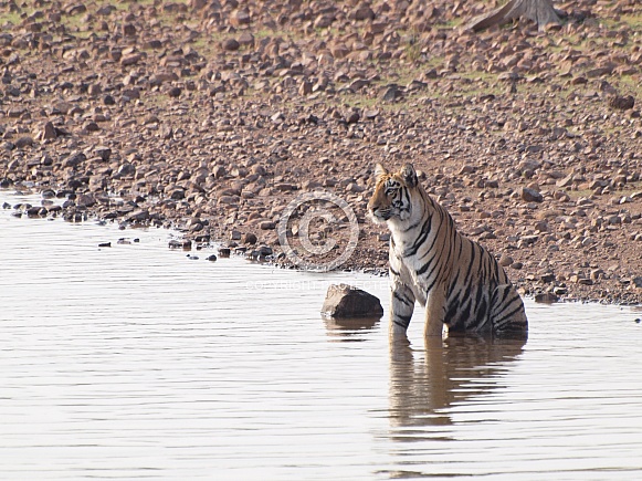 Bengal Tiger Bengal Tiger
