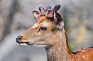 Profile of a deer