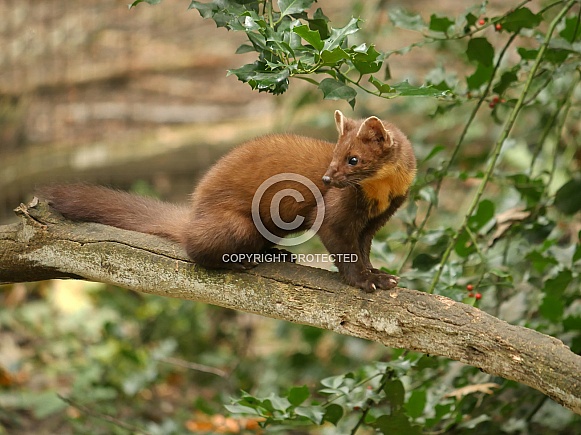 Pine Marten