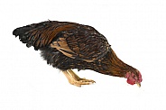 Egyptian Fayoumis Rooster