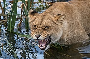 African Lioness in the water (Panthera Leo)