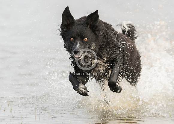 Curly-Coated Border Collie Running Through Water