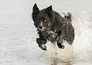 Curly-Coated Border Collie Running Through Water