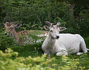 Fallow deer and white fallow deer resting