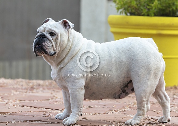 Adult white bulldog standing in profile