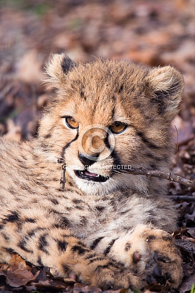 Cheetah