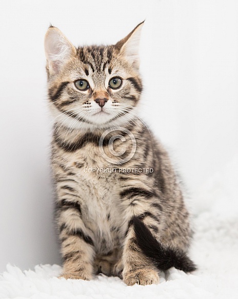 Domestic Shorthair Kitten Domestic Shorthair Kitten