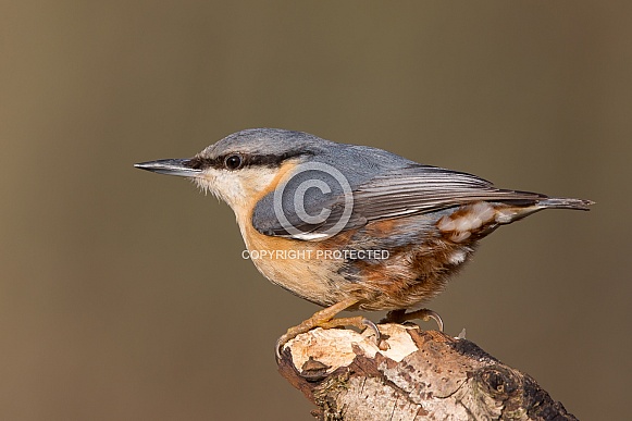 Nuthatch Nuthatch