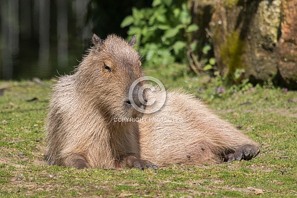 Capybara Capybara