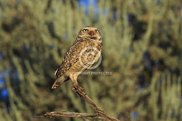 Burrowing Owl